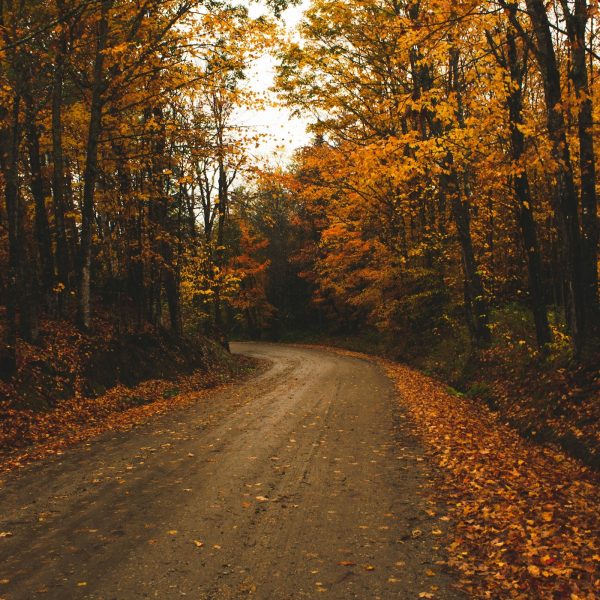 Autumn forest trail promoting mental health and wellness.